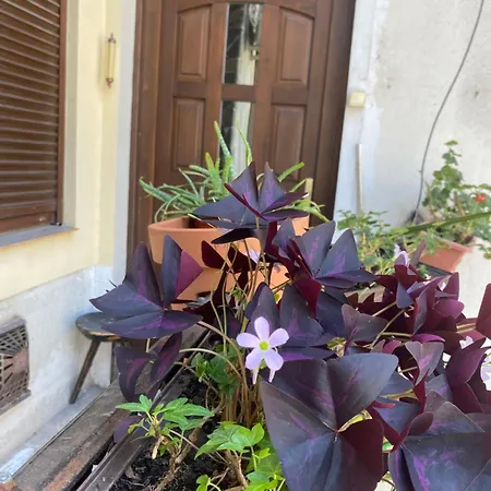 Oasis One Bedroom For Renting بودابست